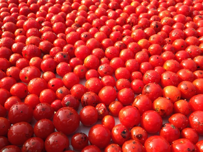 Blistered Cherry Tomatoes